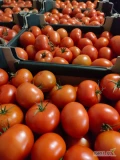 Sprzedam pomidora czerwonego  b admiro 2 palety (80)