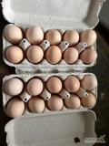 Sprzedam jajka w ilości 200-300szt tygodniowo od kur z wolnego wybiegu 1zł szt