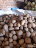 Sprzedam ziemniaki odmiany Sifra w kalibrze 35-45 cm. 