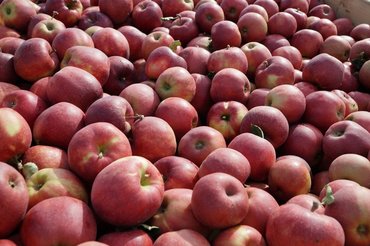 sprzedam_owoce-świeże-jabłka-_agromarket_giełda rolna-180385-83688.jpeg