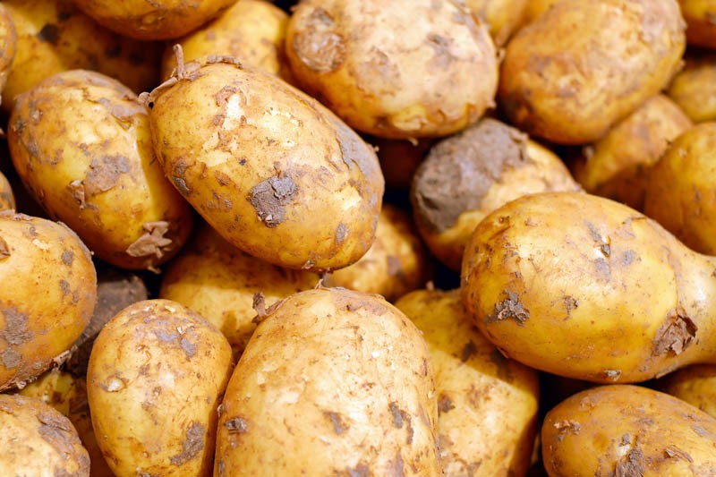 Które ziemniaki jadalne plonowały najlepiej w 2019 roku?