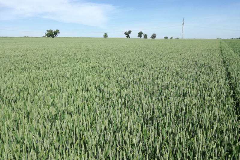 Pszenica – wiosenne odżywianie