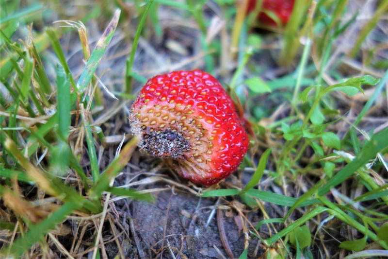 Tanieją truskawki na Ukrainie