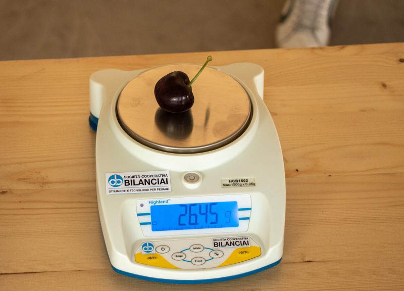 Czereśnie: rozmiar ma znaczenie!