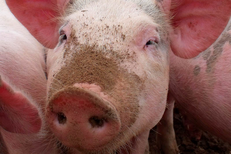 Rząd chce zwiększyć wsparcie dla producentów świń