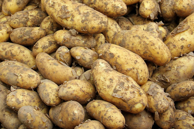 COBORU: najlepsze ziemniaki 2021 - odmiany BARDZO WCZESNE