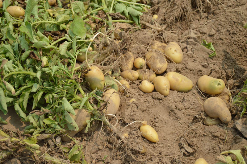COBORU: najlepsze ziemniaki 2021 - odmiany WCZESNE
