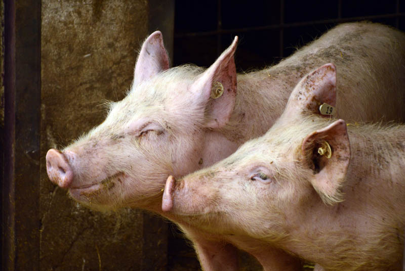 Wznowienie pożyczek dla producentów świń z obszarów ASF