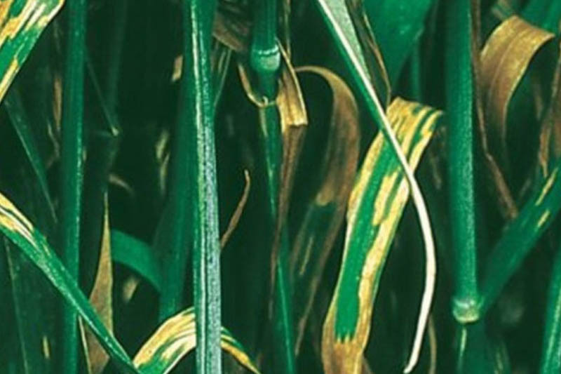 Zabieg T2 w zbożach