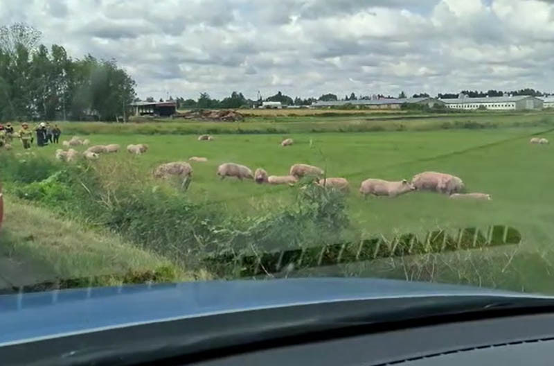 Wywrócona ciężarówka z tucznikami. Zwierzęta rozbiegły się