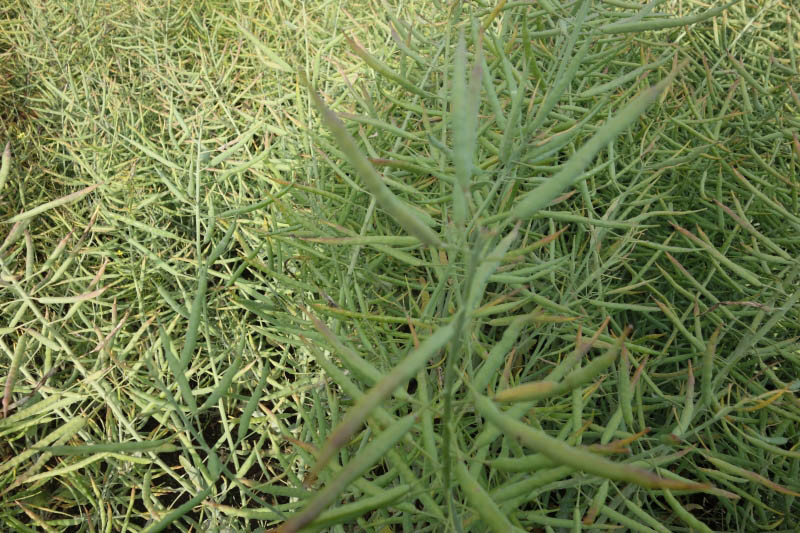 Cyklop - Niezawodne połączenie chlopyralidu z pikloramem