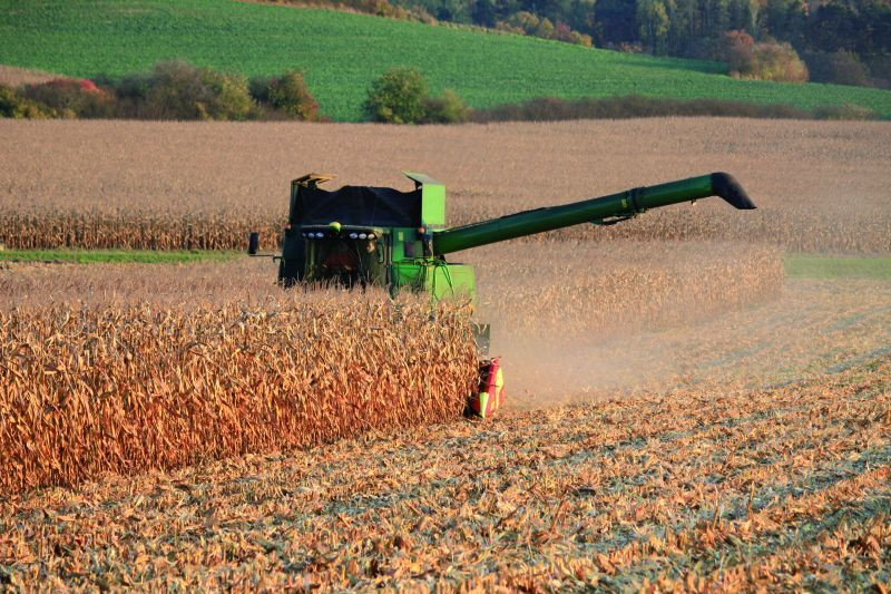 Dobra pora dla zbiorów kukurydzy, ale plony są niższe