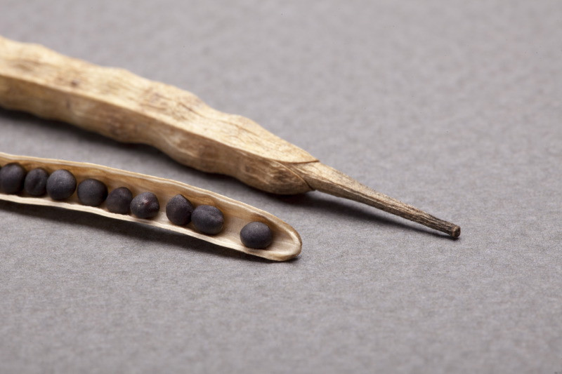 Listopad '22: rzepak tańszy niż przed rokiem