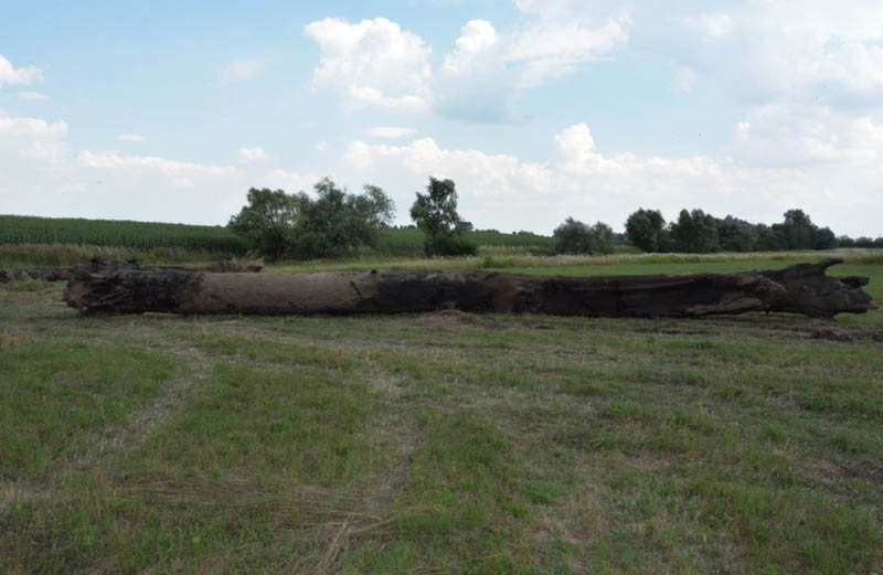 Chcieli ukraść drewno za 176 tysięcy złotych