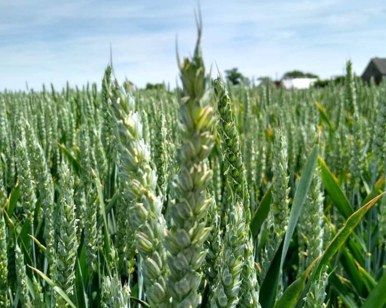 Wczesny siew pszenic jarych