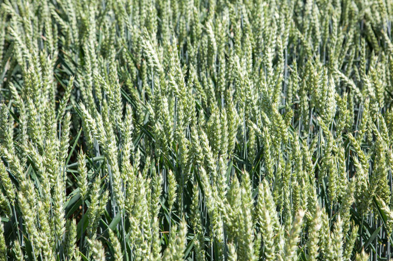 3 tydzień listopada '22: zboża w większości w dół