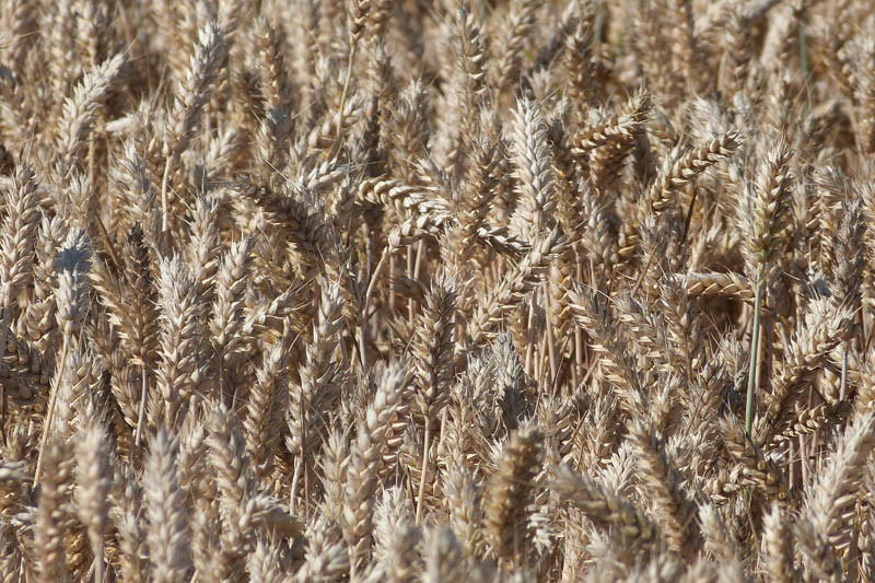 Trzeci tydzień stycznia '23 - zboża w dół