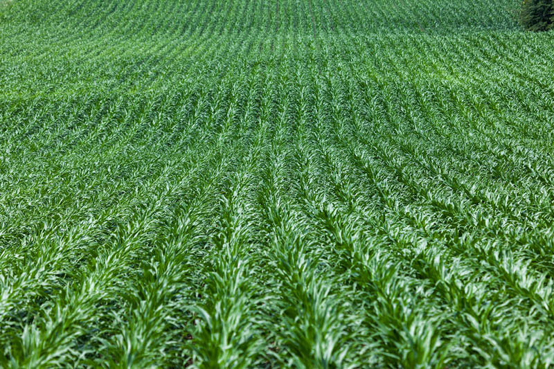 Siew kukurydzy – obsada