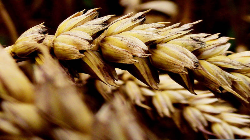 W kwietniu większy skup zbóż niż przed rokiem