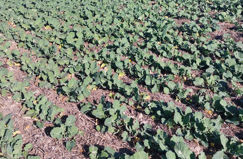 Jak zredukować koszty nawożenia?