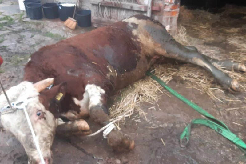 Byk wpadł do szamba. Pomogli - oczywiście! - strażacy