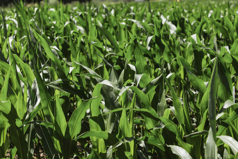 Dawki dzielone herbicydów w kukurydzy