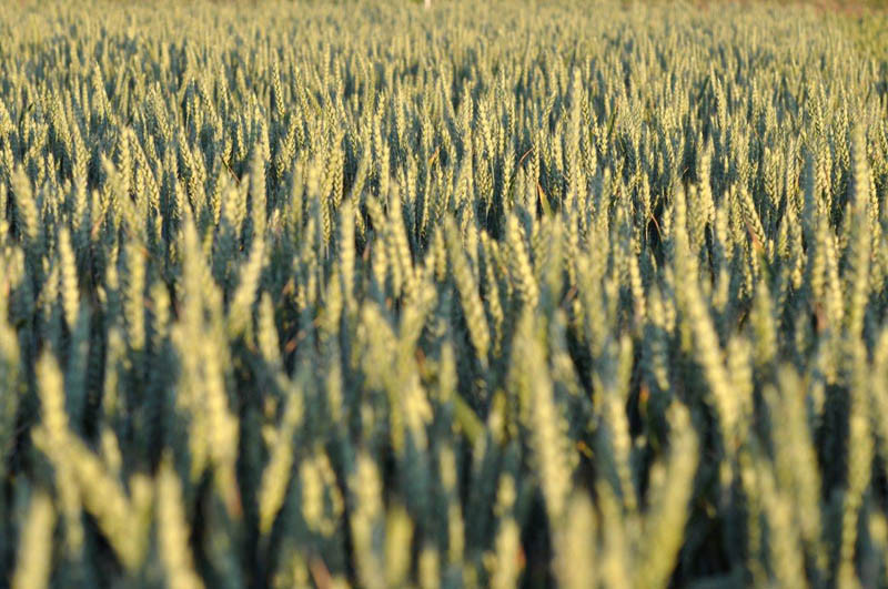 Nieco niższe prognozy zbożowe USDA