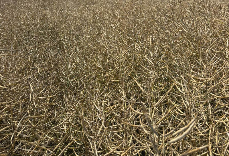 Rzepakowe spadki na koniec tygodnia