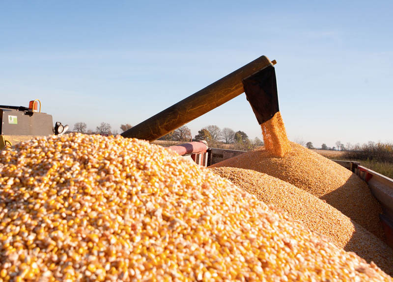 Rentowność uprawy kukurydzy