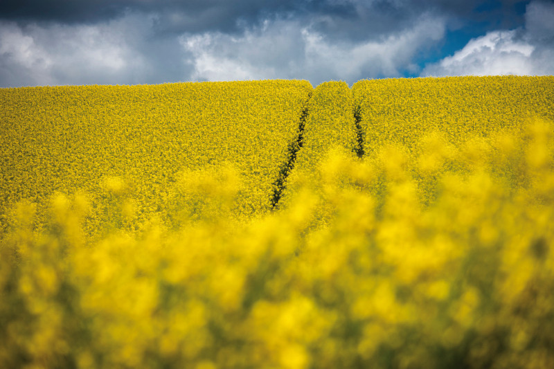 KZPRiRB: optymistyczne ceny na rzepak z nowych zbiorów