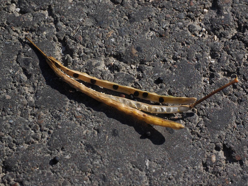 KZPRiRB: coraz więcej ofert zakupu rzepaku z nowych zbiorów