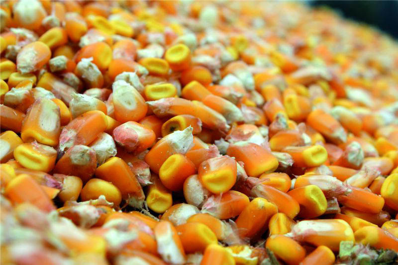 Początek czerwca25 - zboża w większości tanieją