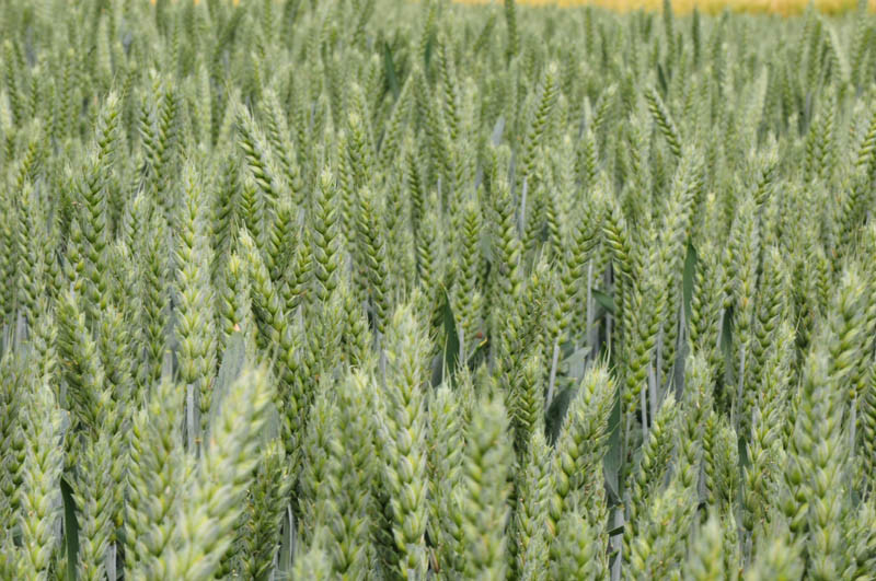 8 czerwca 2025 - ceny zbóż lekko w górę