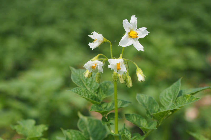 Nadzieja dla producentów ziemniaków walczących z zarazą