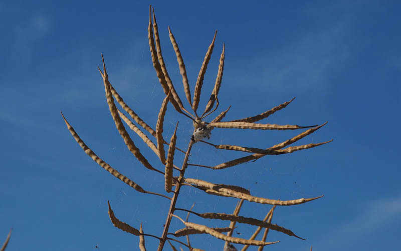 KZPRiRB: rzepak bez odbicia cen w kończącym się tygodniu