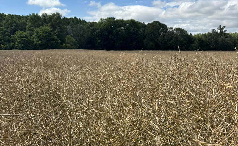 KZPRiRB: Niewielkie zmiany cen rzepaku w końcówce lipca