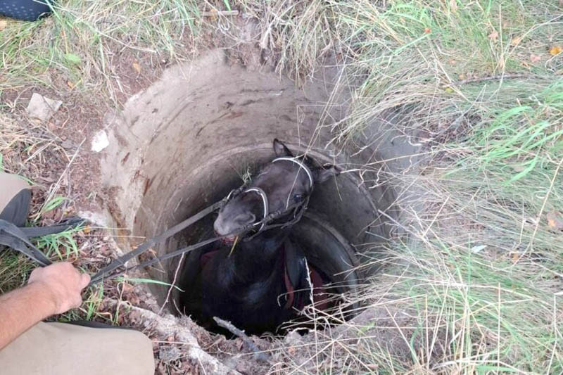 Strażacy uratowali konia, który wpadł do studni