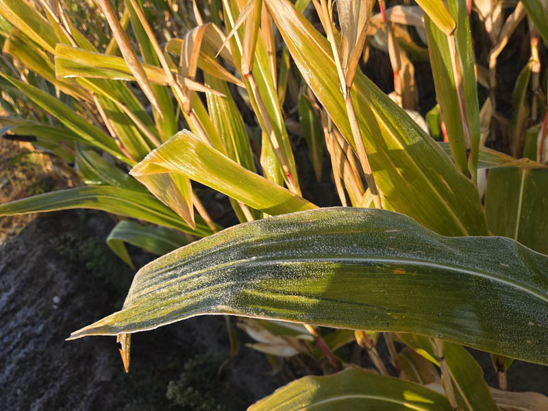 Termin zbioru kukurydzy kiszonkowej w 2025 roku