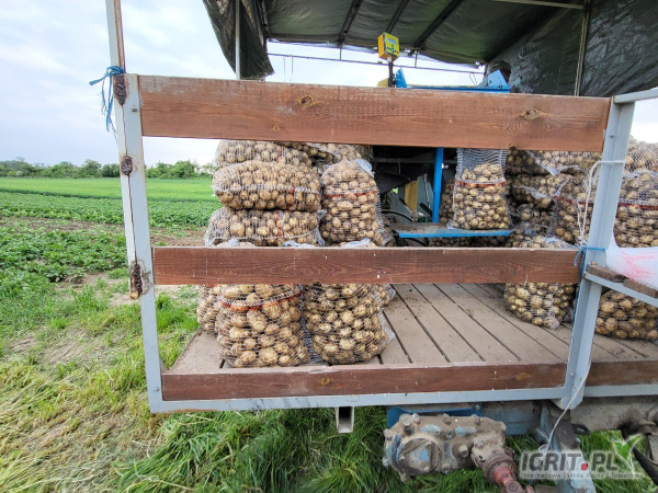 Sprzedam świeżo kopane ziemniaki odmiany riviera. 80 worków po 15kg i około 10 lulki. Cena do uzgodnienia 