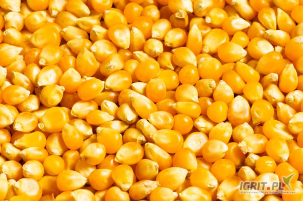 Kupię kukurydzę suchą i mokrą ilości od 24 ton, odbiór cała Polska   Cena od 700zł do 990zł netto