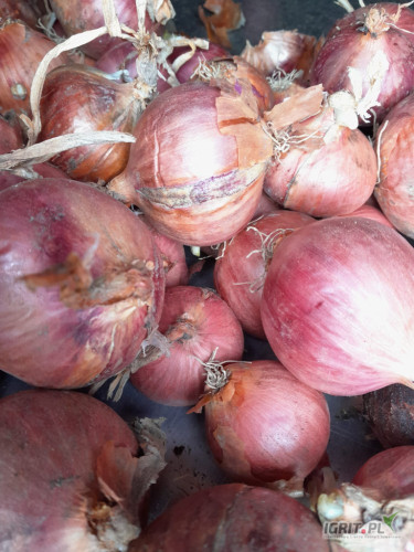 Keravel Pink Onion Seeds