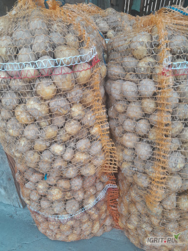 Witam posiadam na sprzedaż 50 workow po 15 kg ziemniaka robniejszego  żółte odmiany Riviera oraz Denar . Szykowane dziś,  ładne, ...