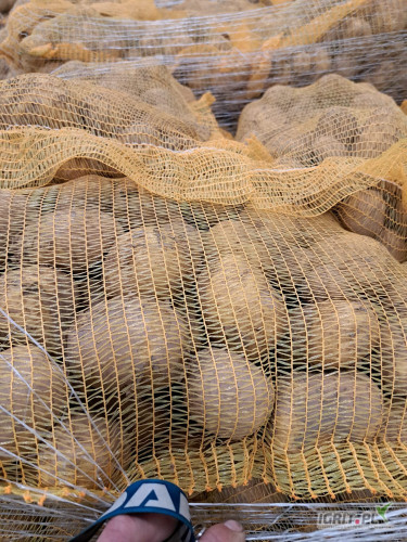 sprzedam ziemniaka jadelnego riviera okolice Kalisza możliwość transportu pakowany worek szyty 15 kg
