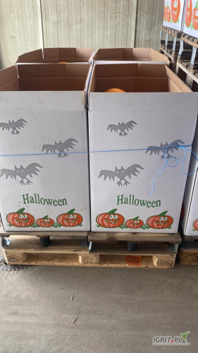 Dynia Halloween do sprzedania
