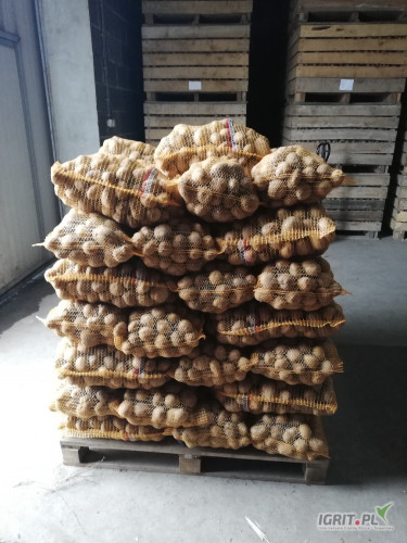 Sprzedam ziemniaki Michalina w workach 15 kg wielkość 45+