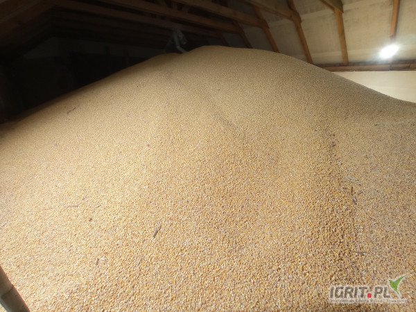 Sprzedam kukurydzę suchą paszową cena 850 zł netto możliwość dowozu