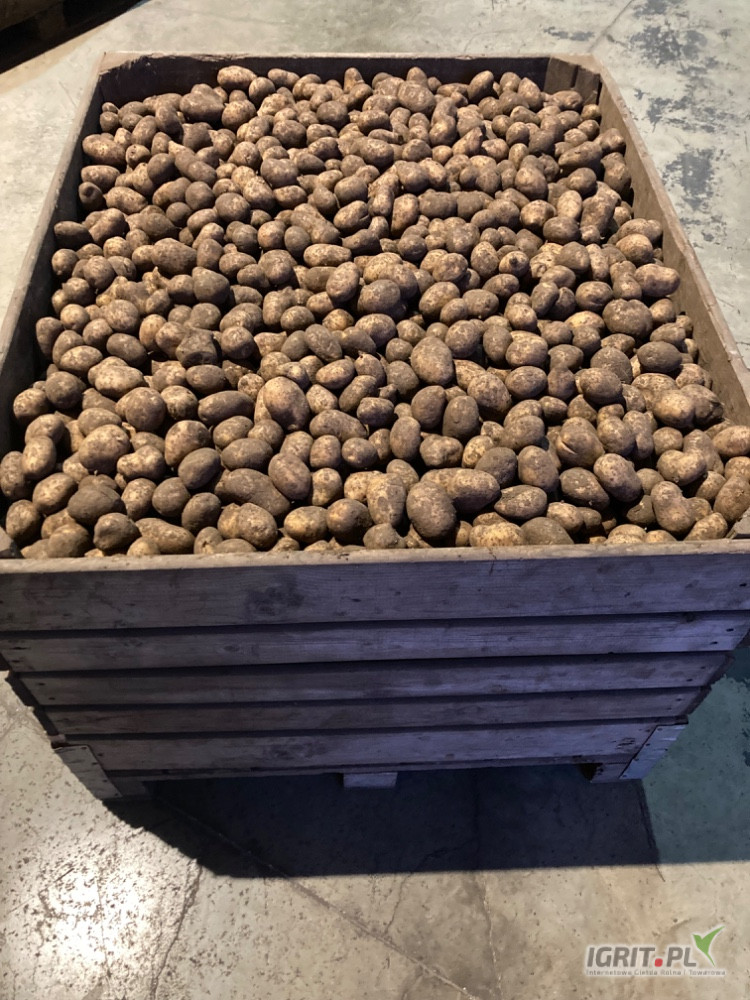 Sprzedam ziemniaki odmiany Soraya, kaliber 3,5-5, drugi rok po centrali, 30-40 ton, cena 1,5zł/kg, zainteresowanych zapraszam d o kontaktu...