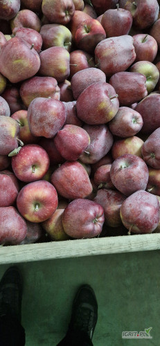 Witam sprzedam redchiff z delikatną czekoladą z ka +fresh. Sprzedam za wagę w skrzyni na dowolny cel. 