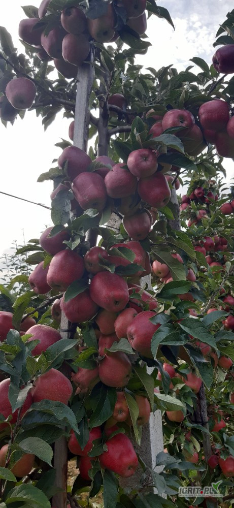 Sprzedam ok 20ton Glostera. Jabłko czyste bardzo dobrze wykolorowane. 