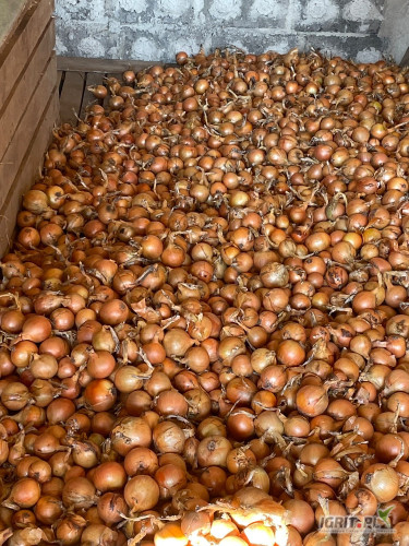 Sprzedam cebulę na worek. Hybelle i Centro. Twarda mocna łuska. Cebula sucha. 
